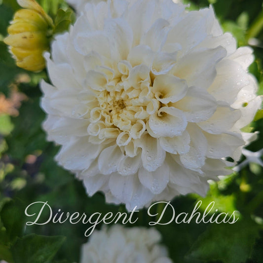 Irish Ruffles