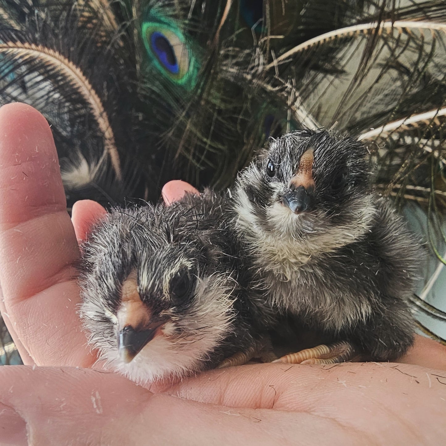 Black or Blue Chicks from Chocolate/Mauve Project
