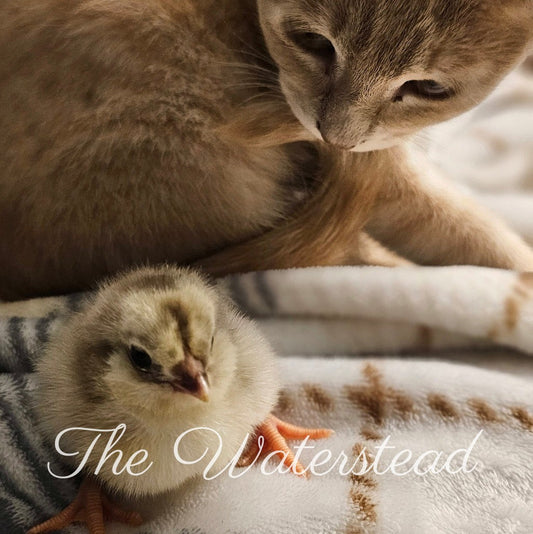 Mauve Ameraucana PULLET Chick