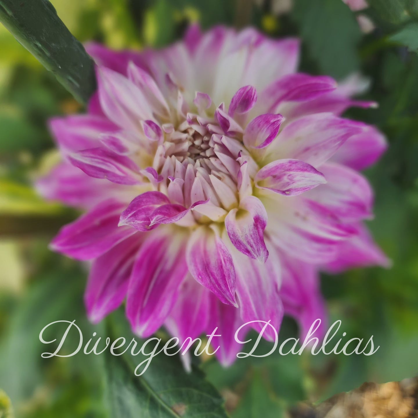 Pink Petticoat