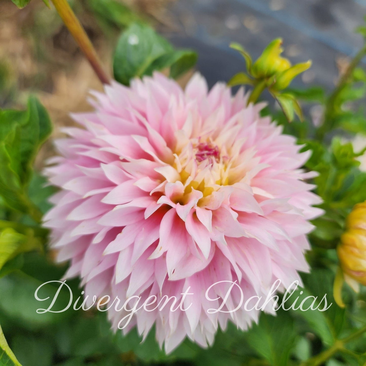 Hollyhill Pinkie
