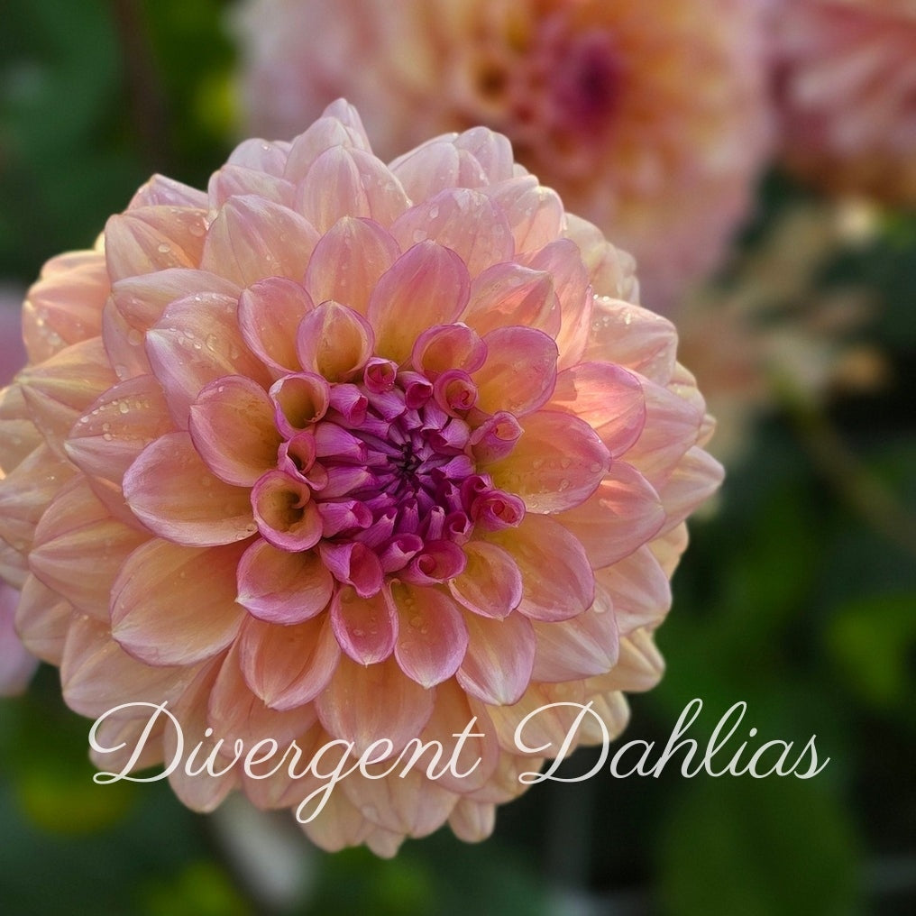 Divergent's Made New