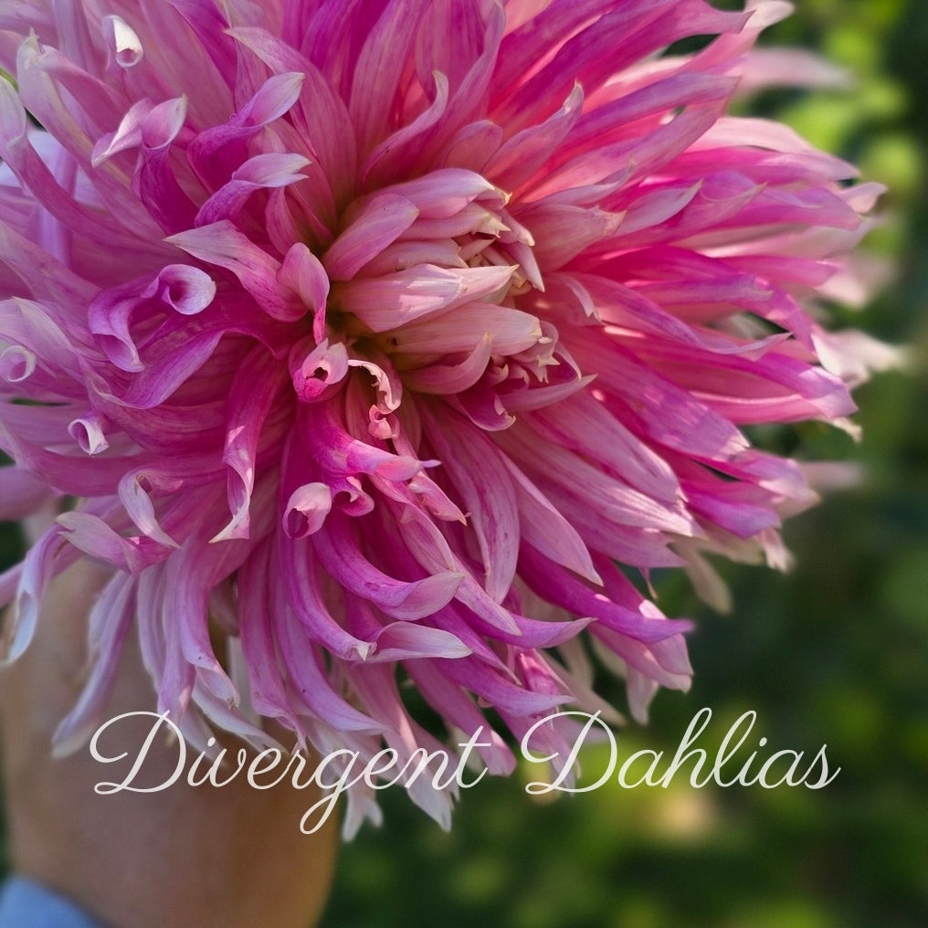 Hollyhill Cotton Candy