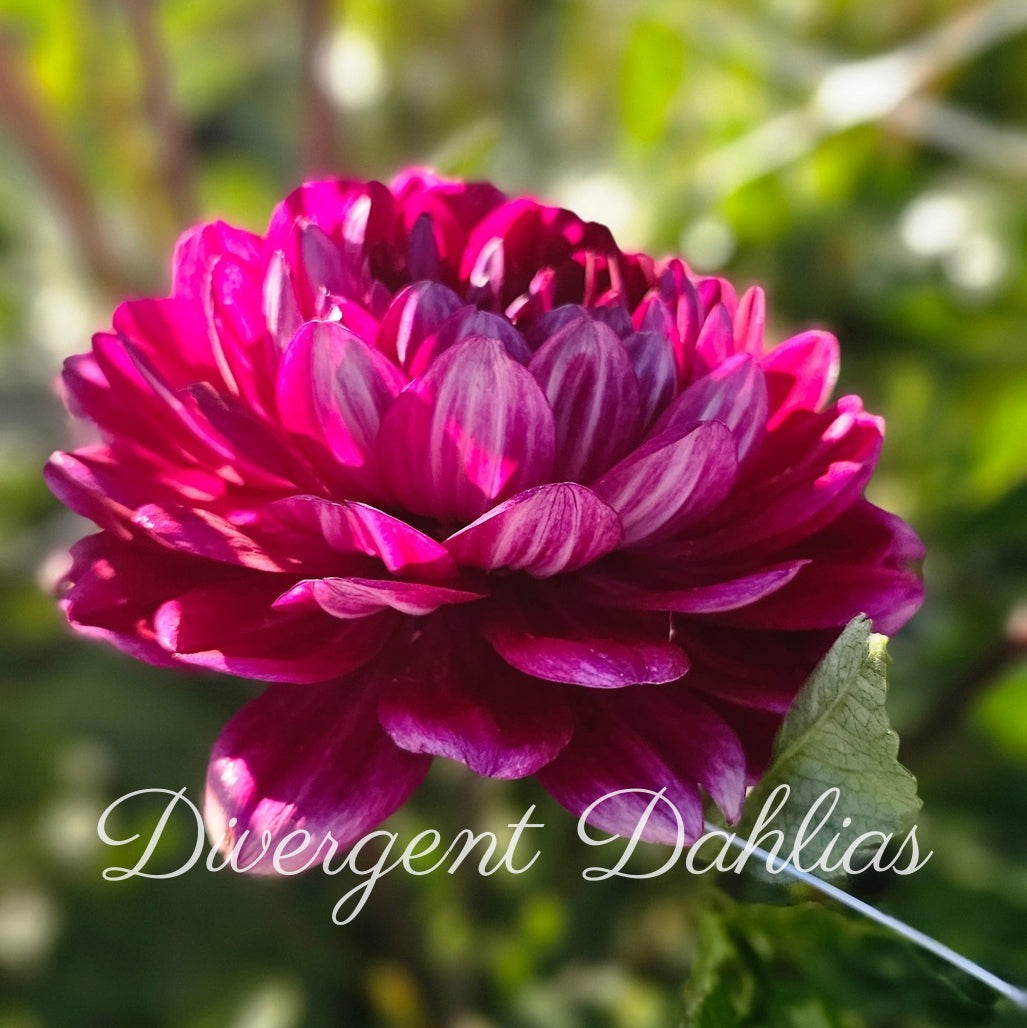 Sandia Bertha
