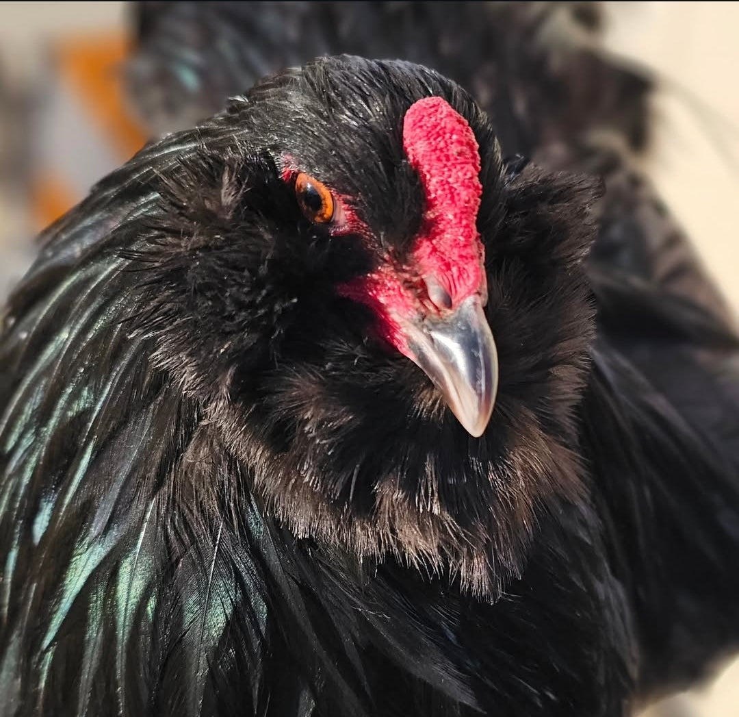 Black or Blue Chicks from Chocolate/Mauve Project