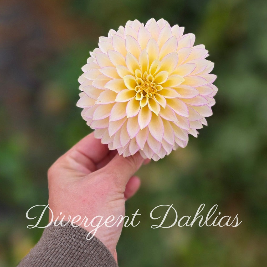 Bloomquist Blush