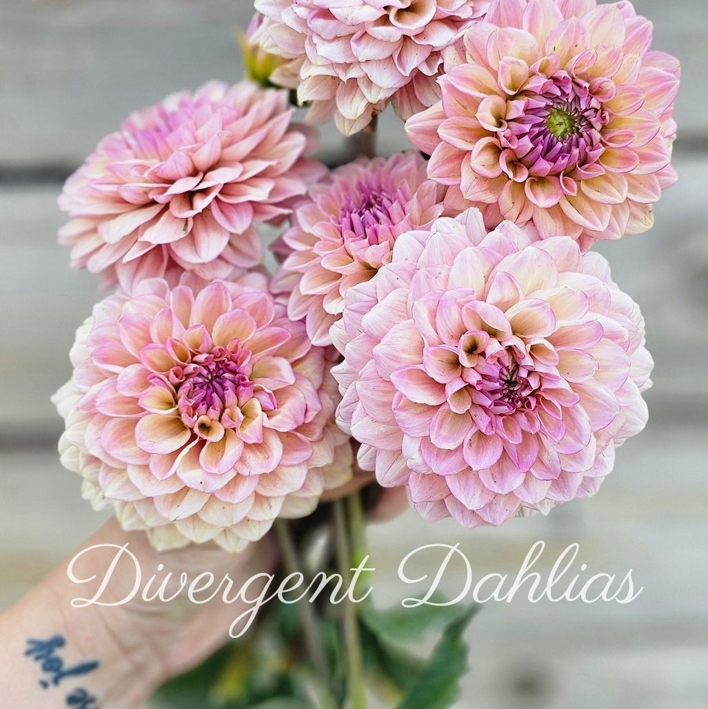 Divergent's Made New