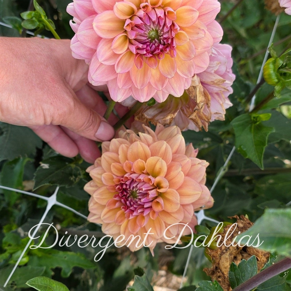 Divergent's Made New