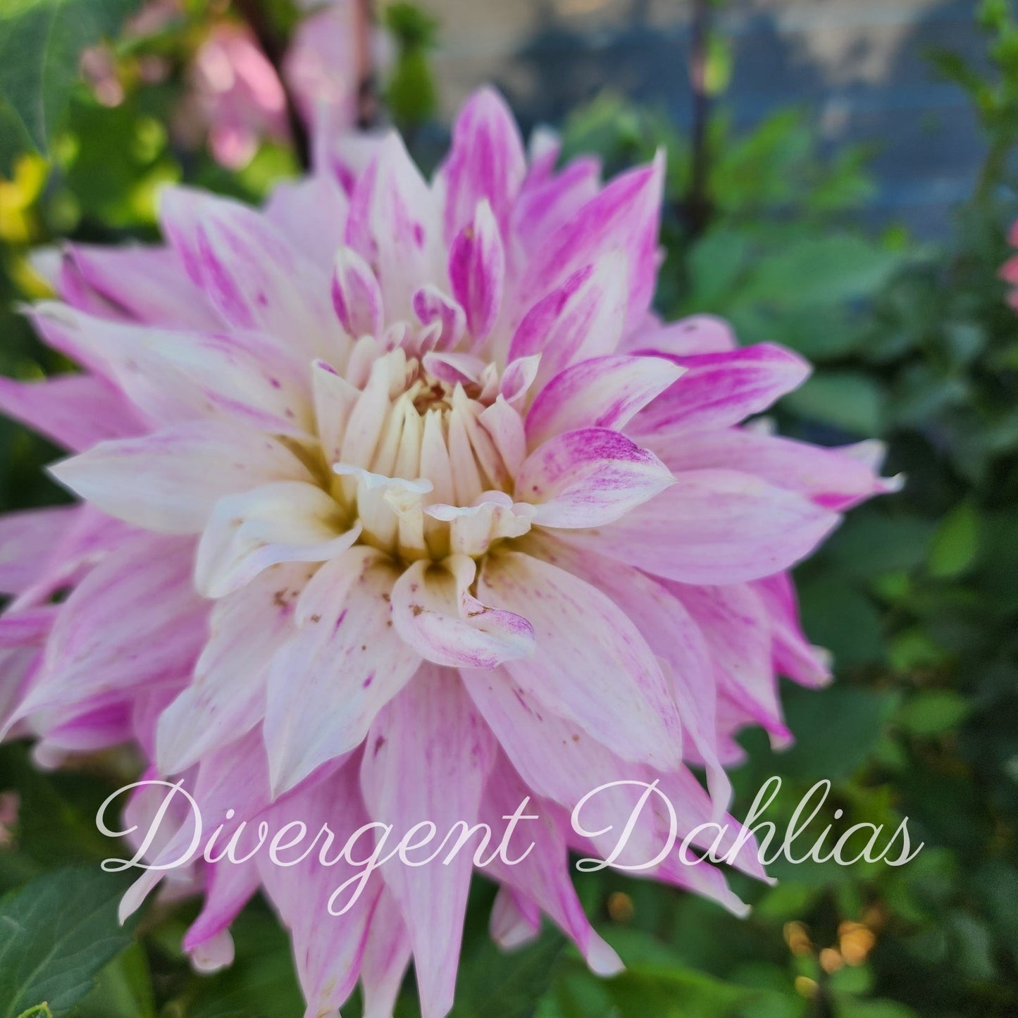 Pink Petticoat
