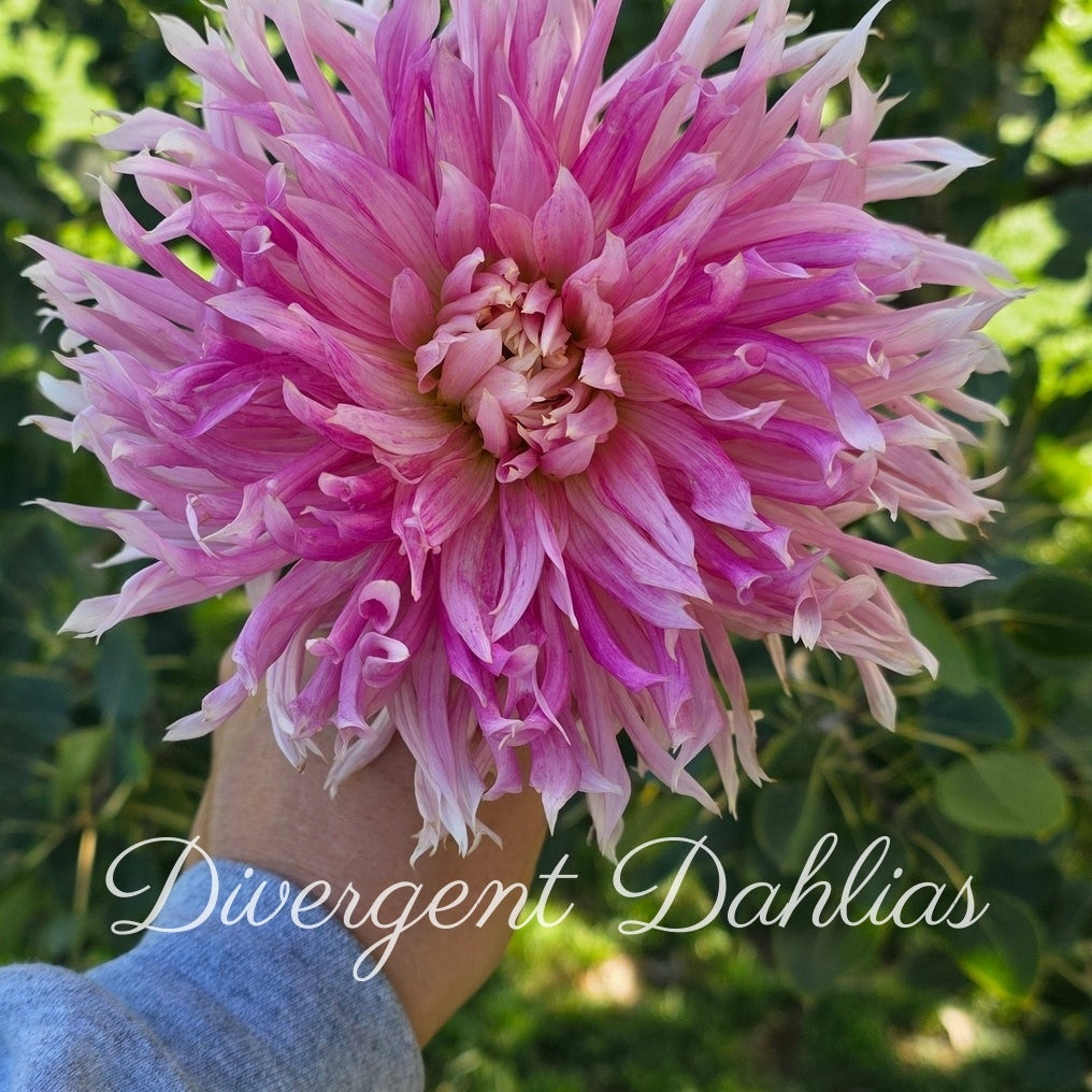 Hollyhill Cotton Candy