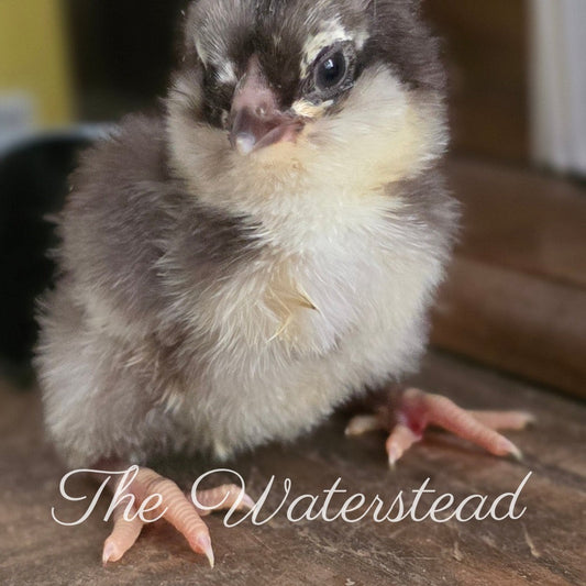 Chocolate Ameraucana PULLET Chick