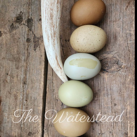 Mauve Plumaged Olive Egger PULLET Chick