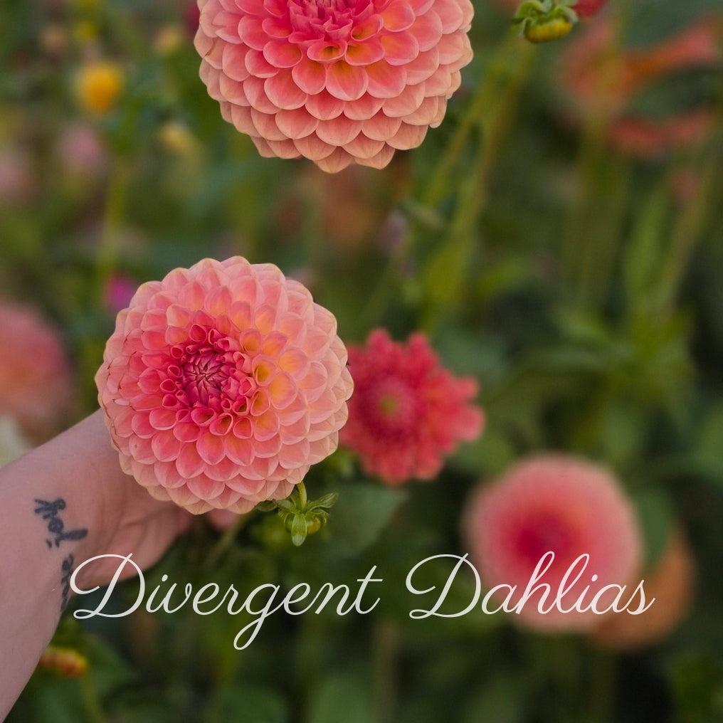 20th Ave Softer Peach