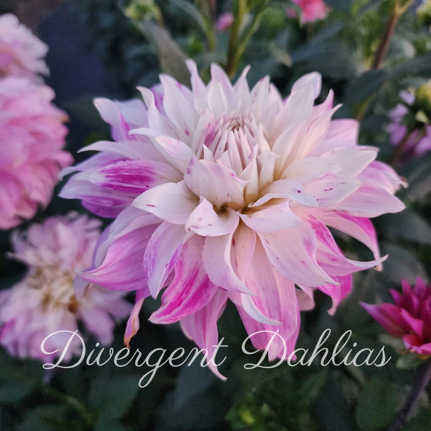 Pink Petticoat