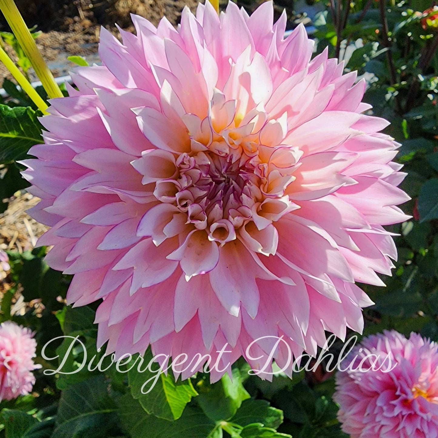 Hollyhill Pinkie