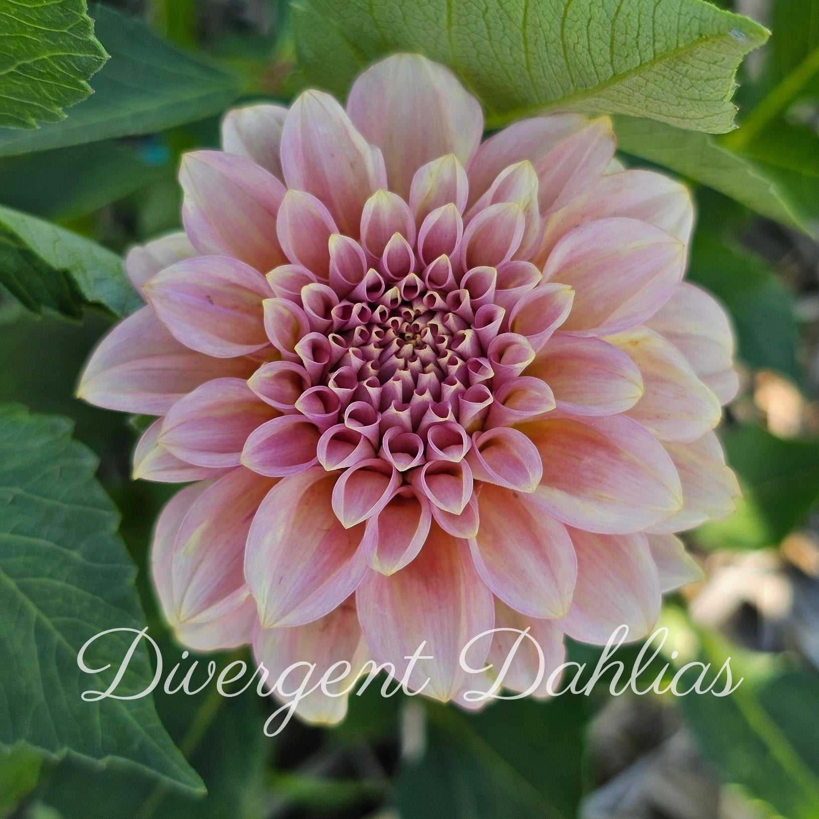 Rock Run Ashley – Divergent Dahlias