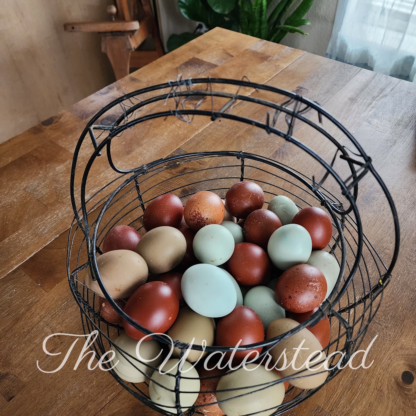 Farm Fresh Chicken Eggs - 1 Dozen