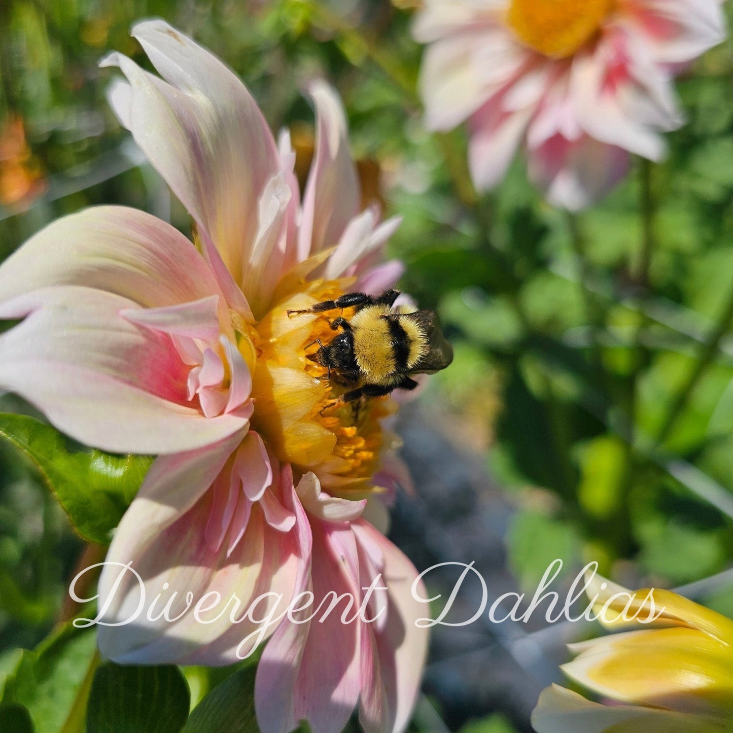 Dahlia Seeds