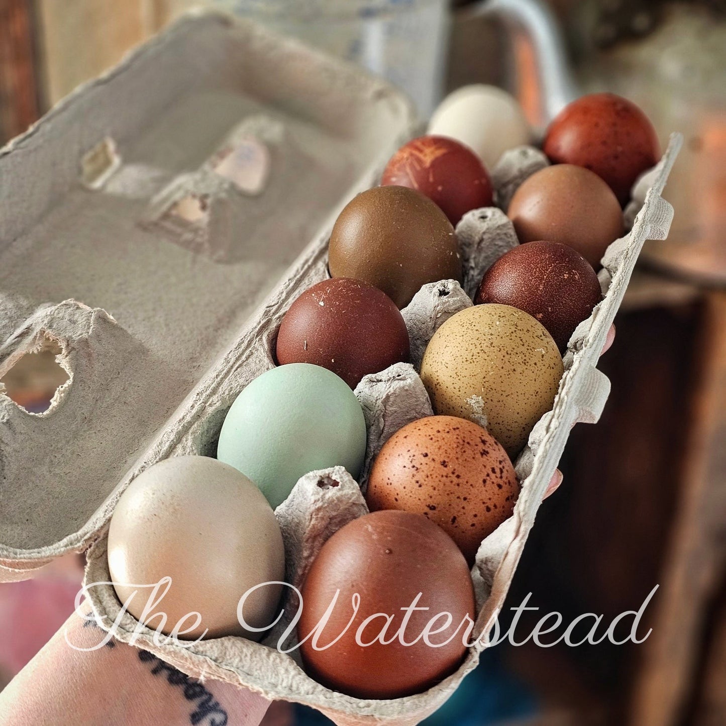 Farm Fresh Chicken Eggs - 1 Dozen