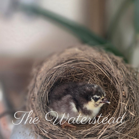 Chocolate Plumaged Olive Egger PULLET Chick