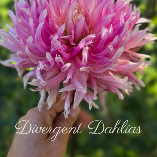 Hollyhill Cotton Candy