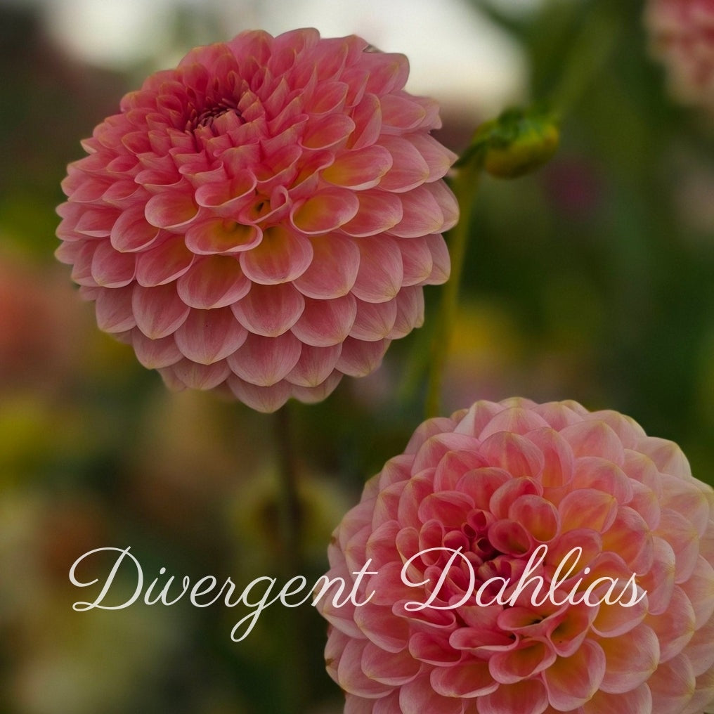 20th Ave Softer Peach