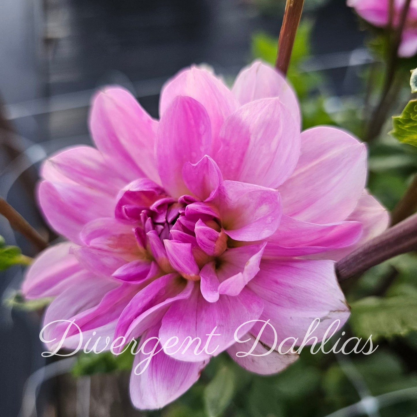Sandia Shomei