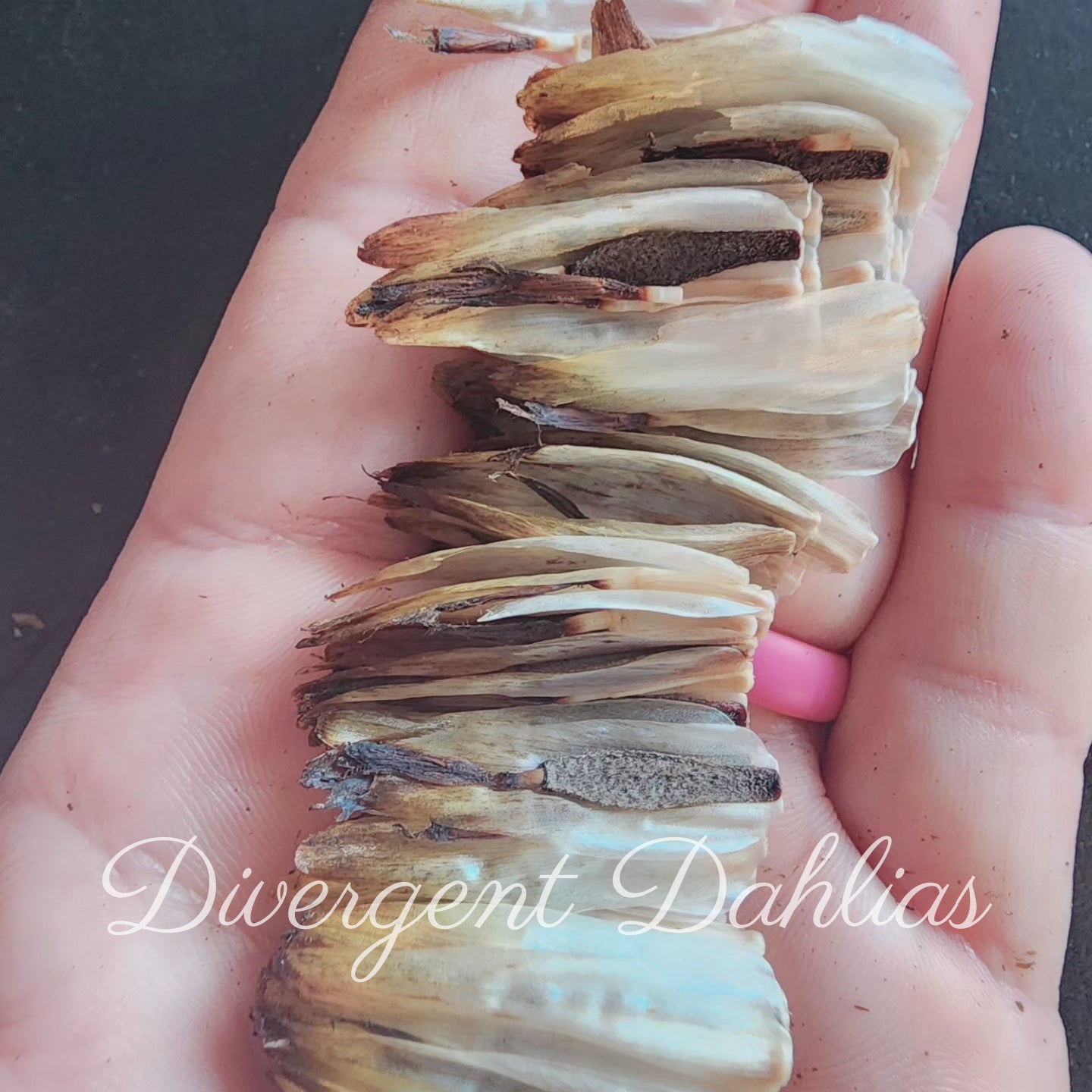 Dahlia Seeds