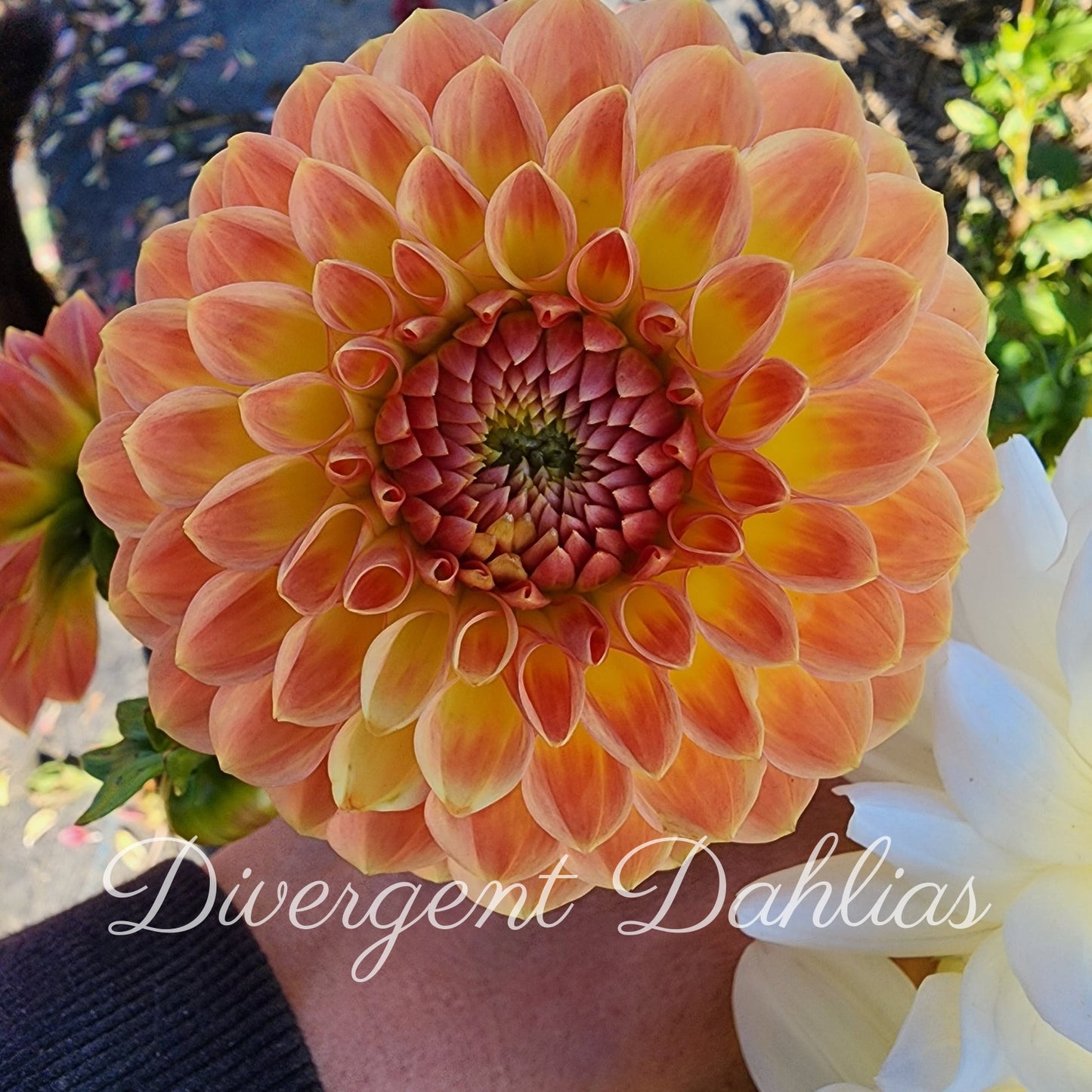 Blyton Softer Gleam