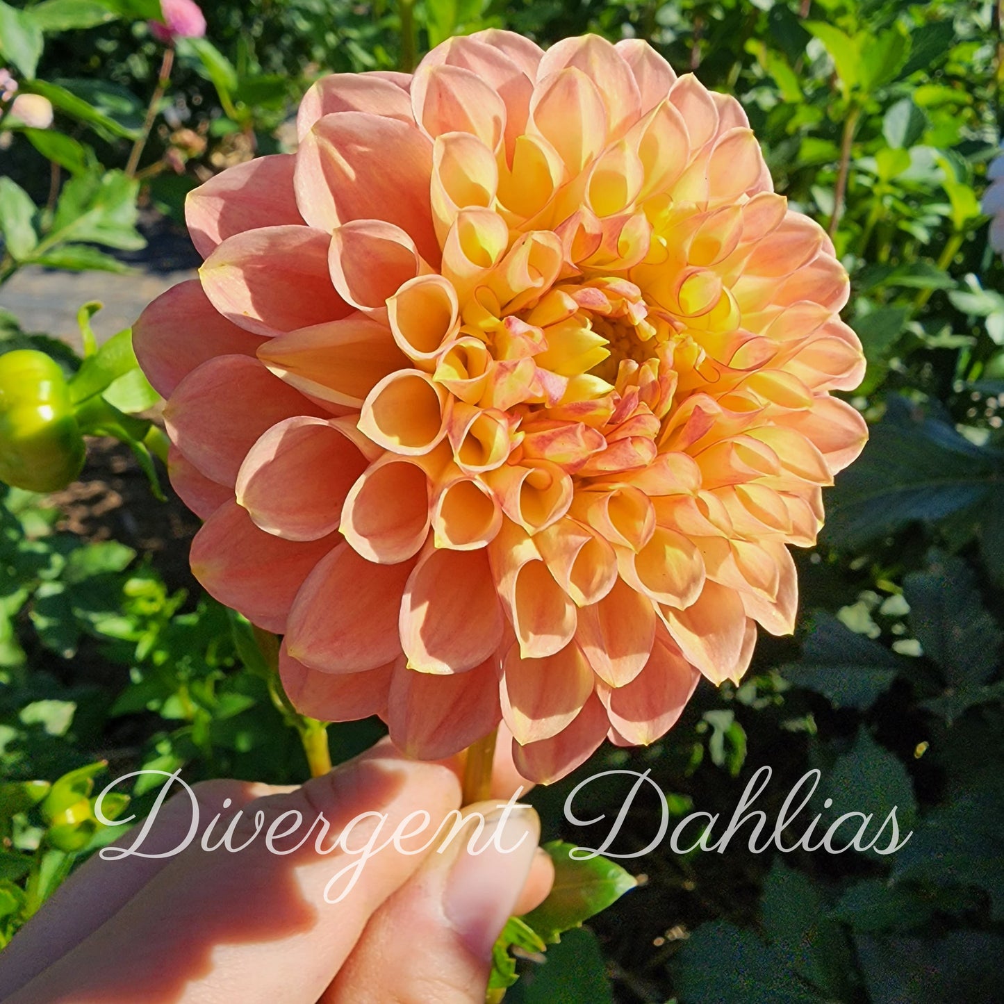 Snoho Doris