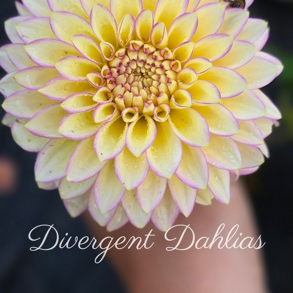Bloomquist Blush