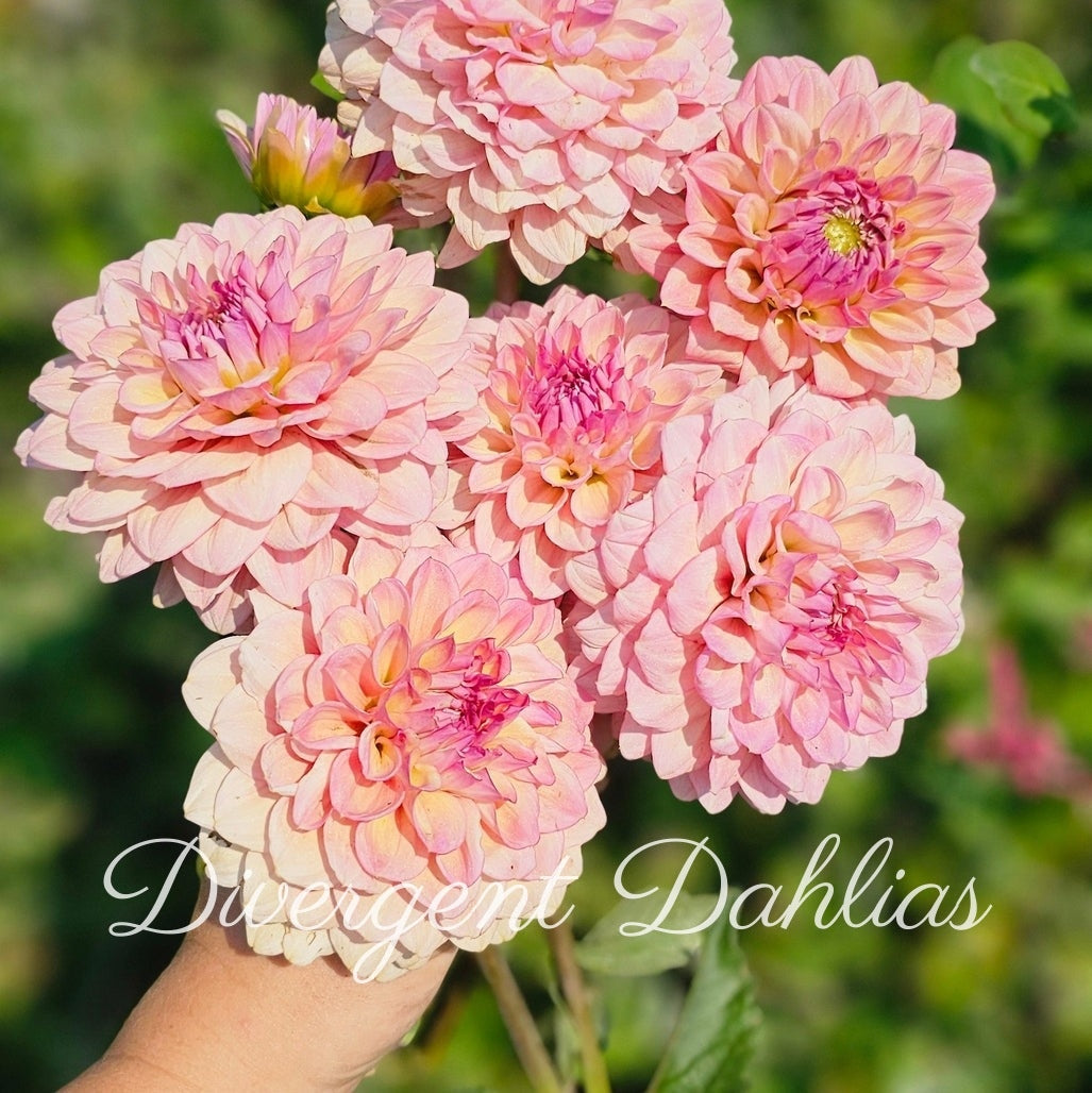 Divergent's Made New