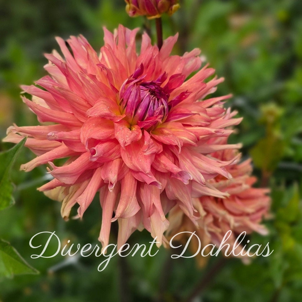 Terracotta (BOGO free)