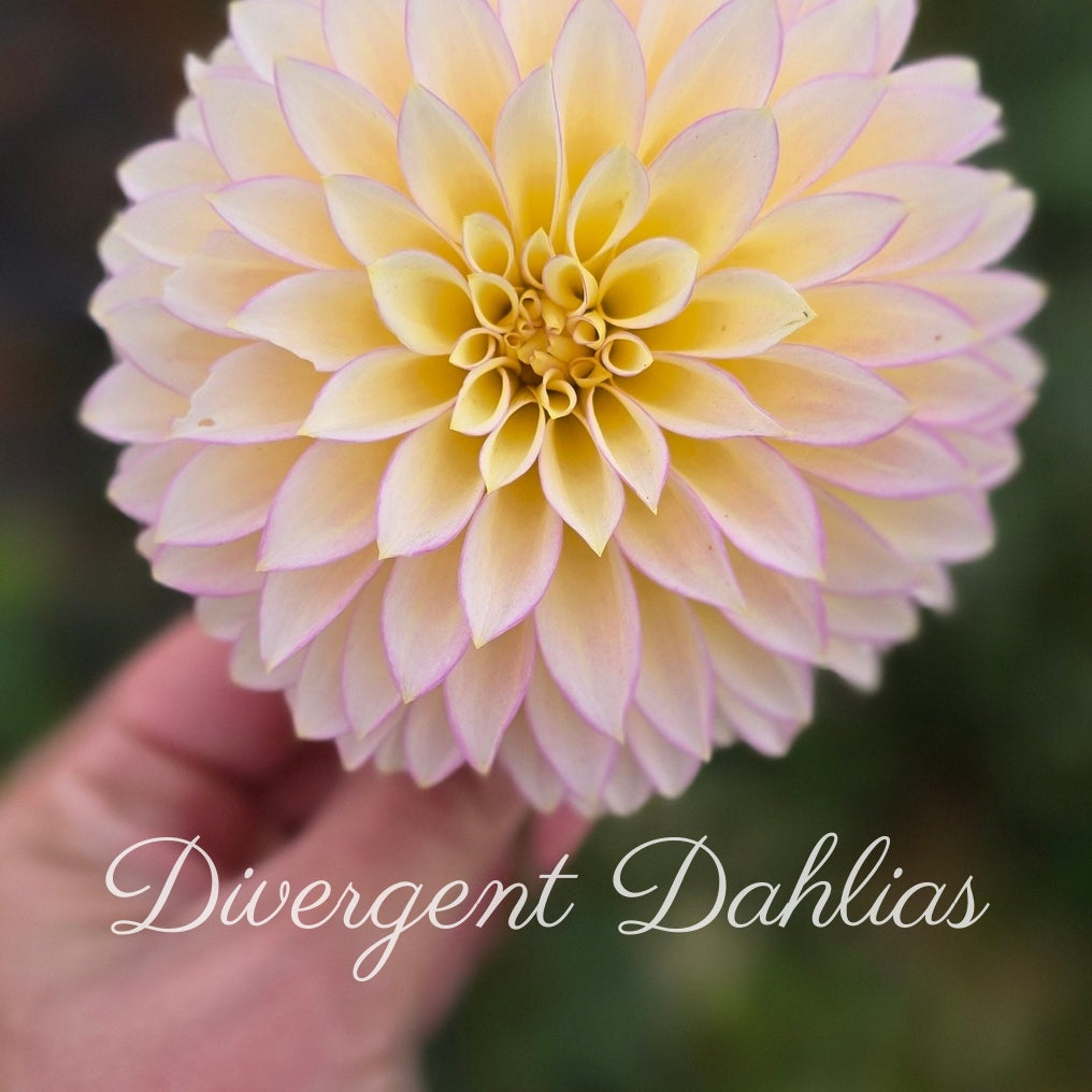 Bloomquist Blush